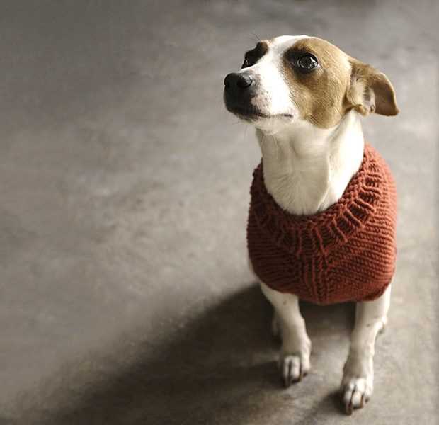 Dog clothes knitting patterns