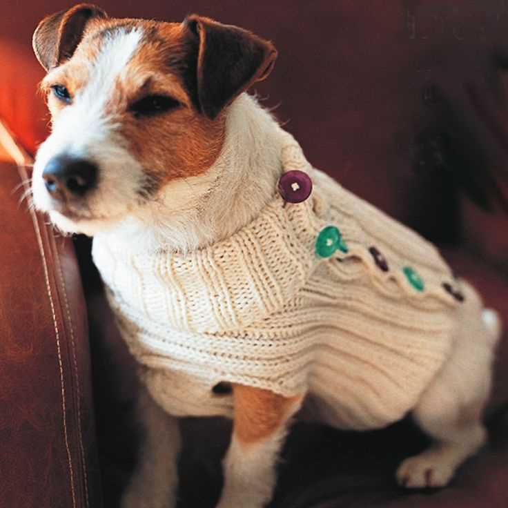 Free knitting pattern dog jumper