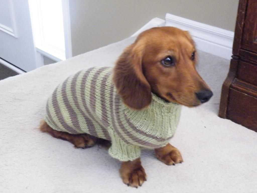 Dog sweater knitting pattern in the round