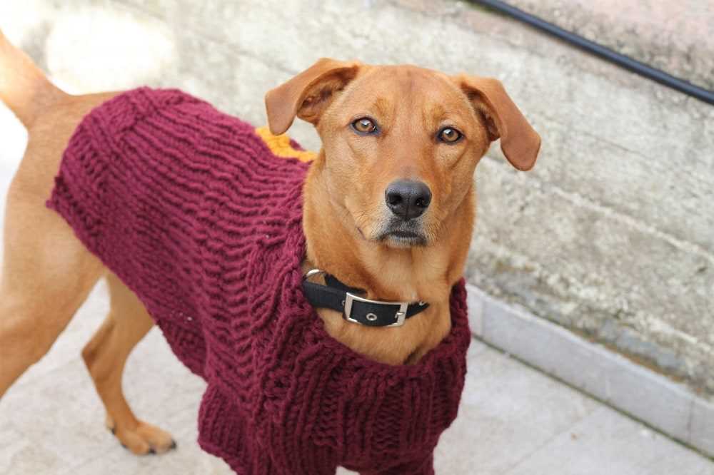 Free knitting pattern for large dog sweater