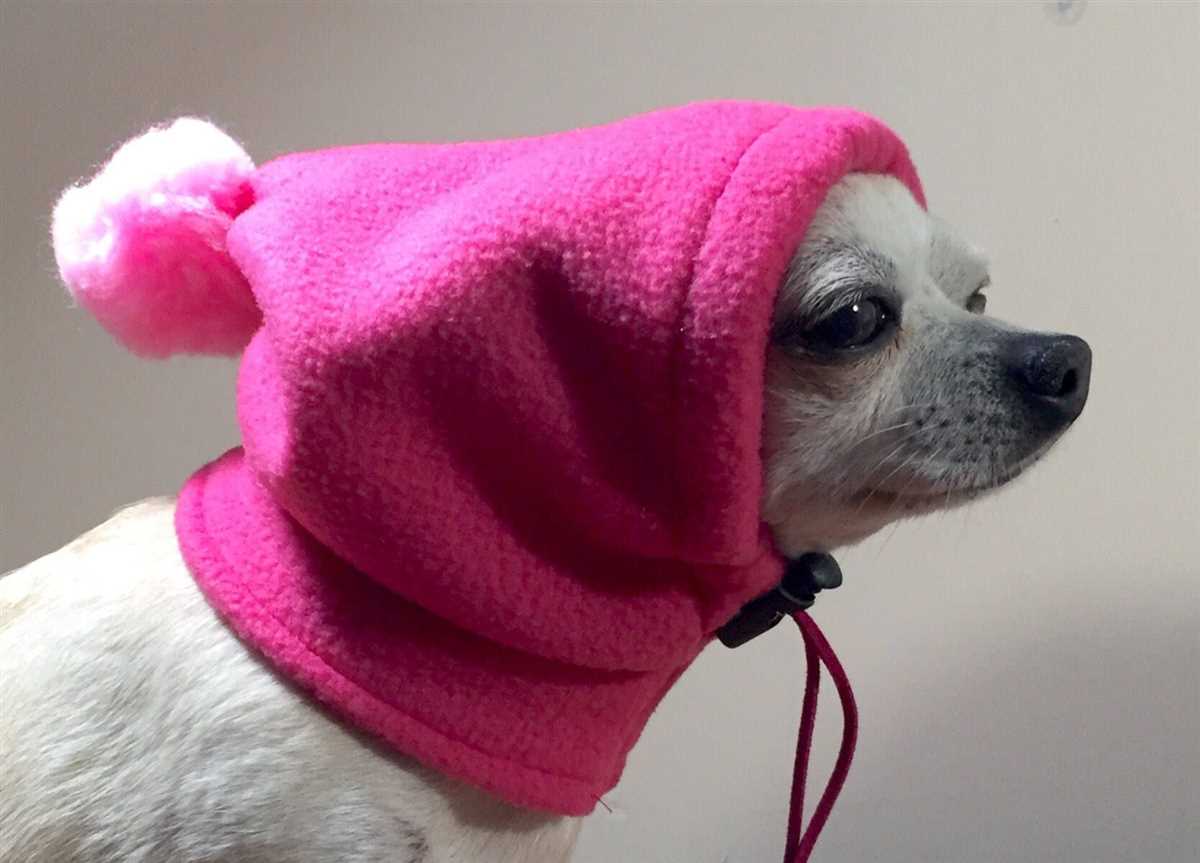 Chihuahua hat knitting patterns free