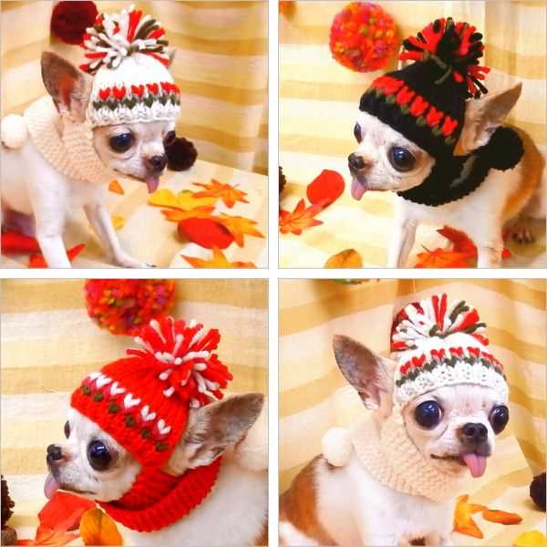 Chihuahua hat knitting patterns free