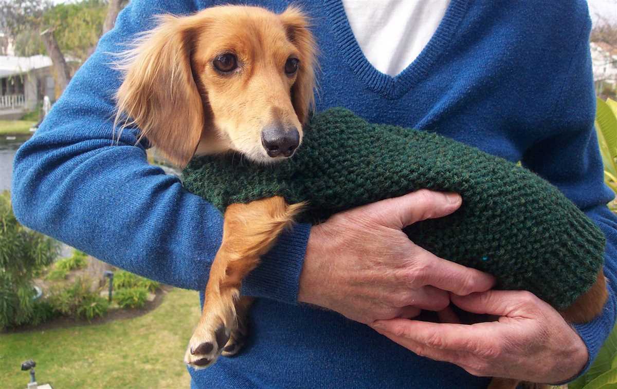 Dachshund jumper knitting pattern