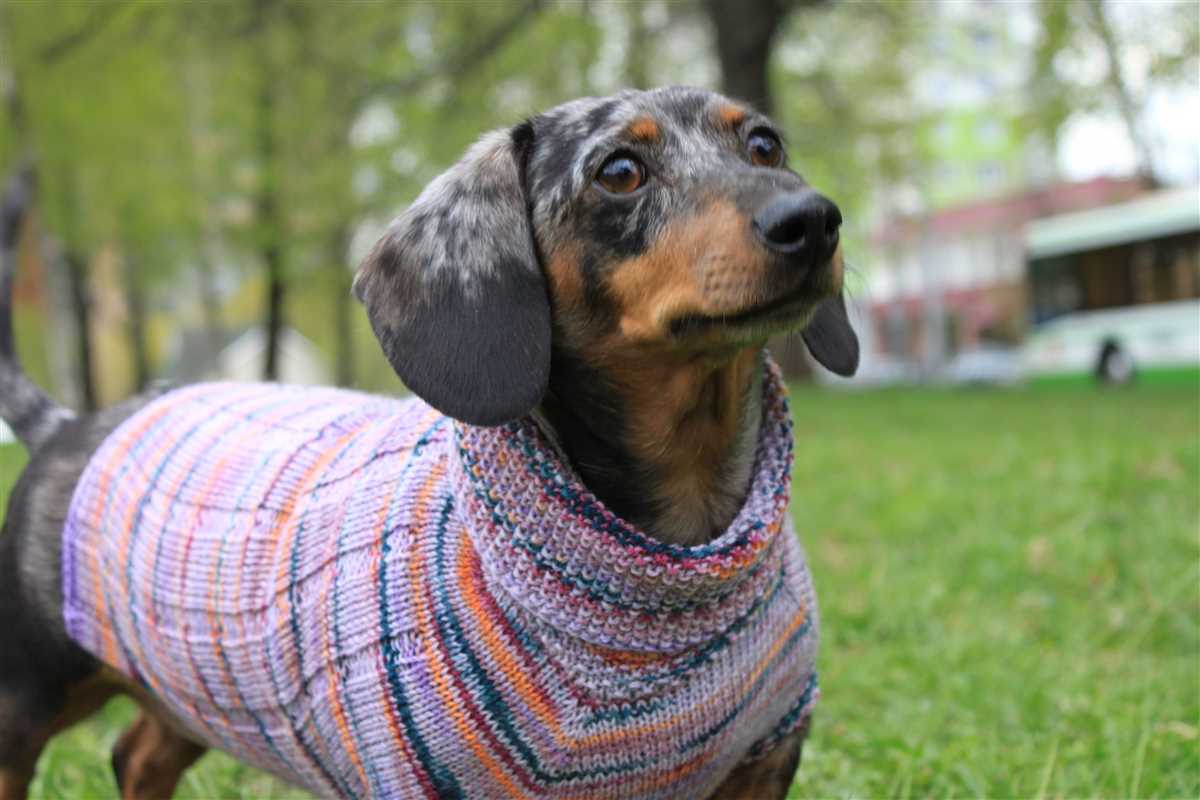 Dachshund jumper knitting pattern