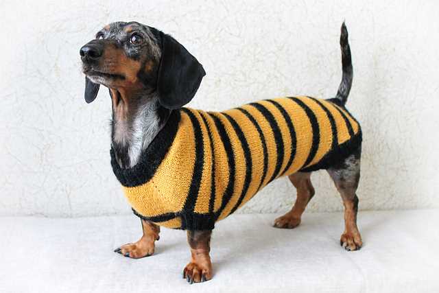 Dachshund jumper knitting pattern