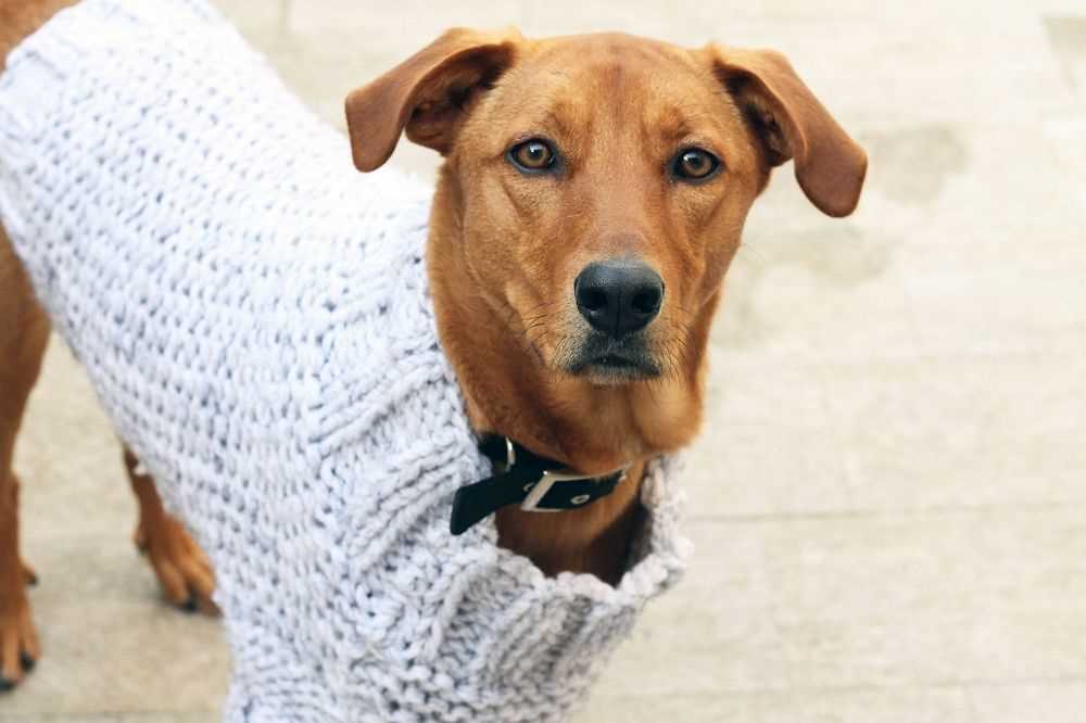 Free knitting pattern for large dog sweater