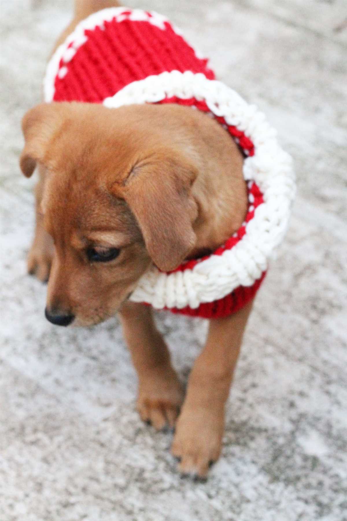 Free christmas knitting patterns for dogs