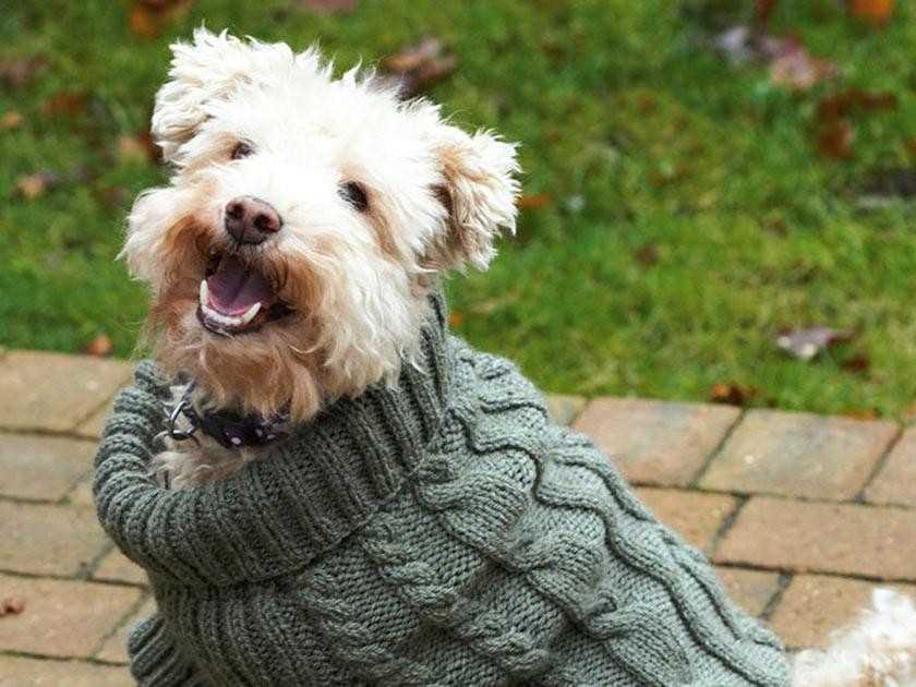 Free pattern for knitted dog sweater for small dogs