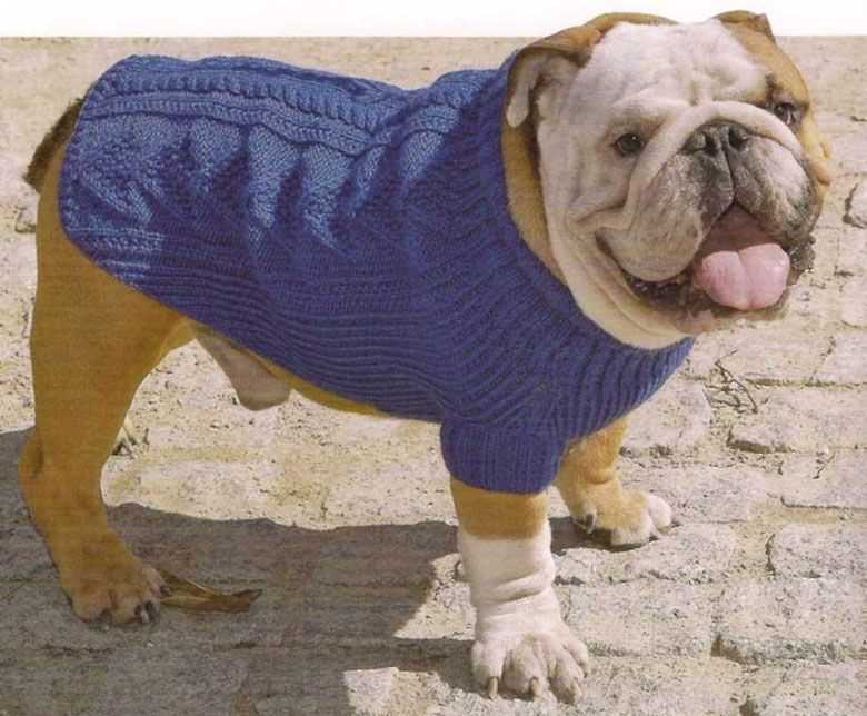 French bulldog knit sweater pattern