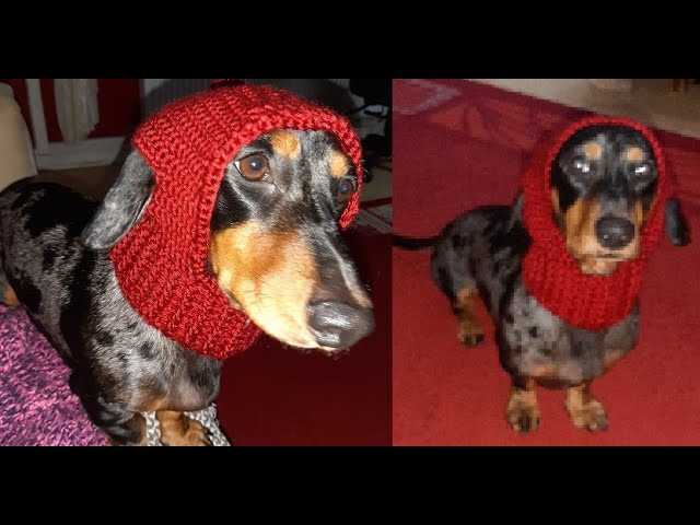 Knit dog hat with ear holes pattern free