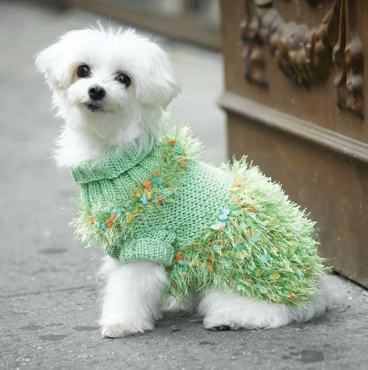 Knitting for pets free patterns