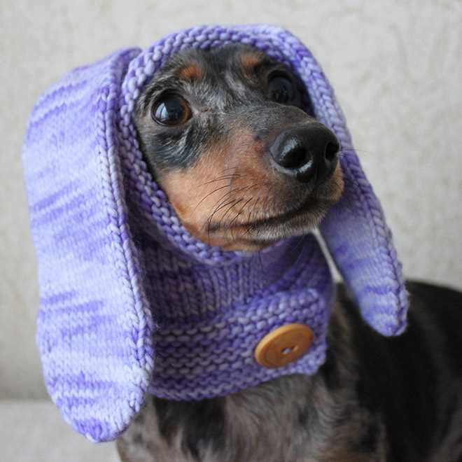 Knitting for pets free patterns