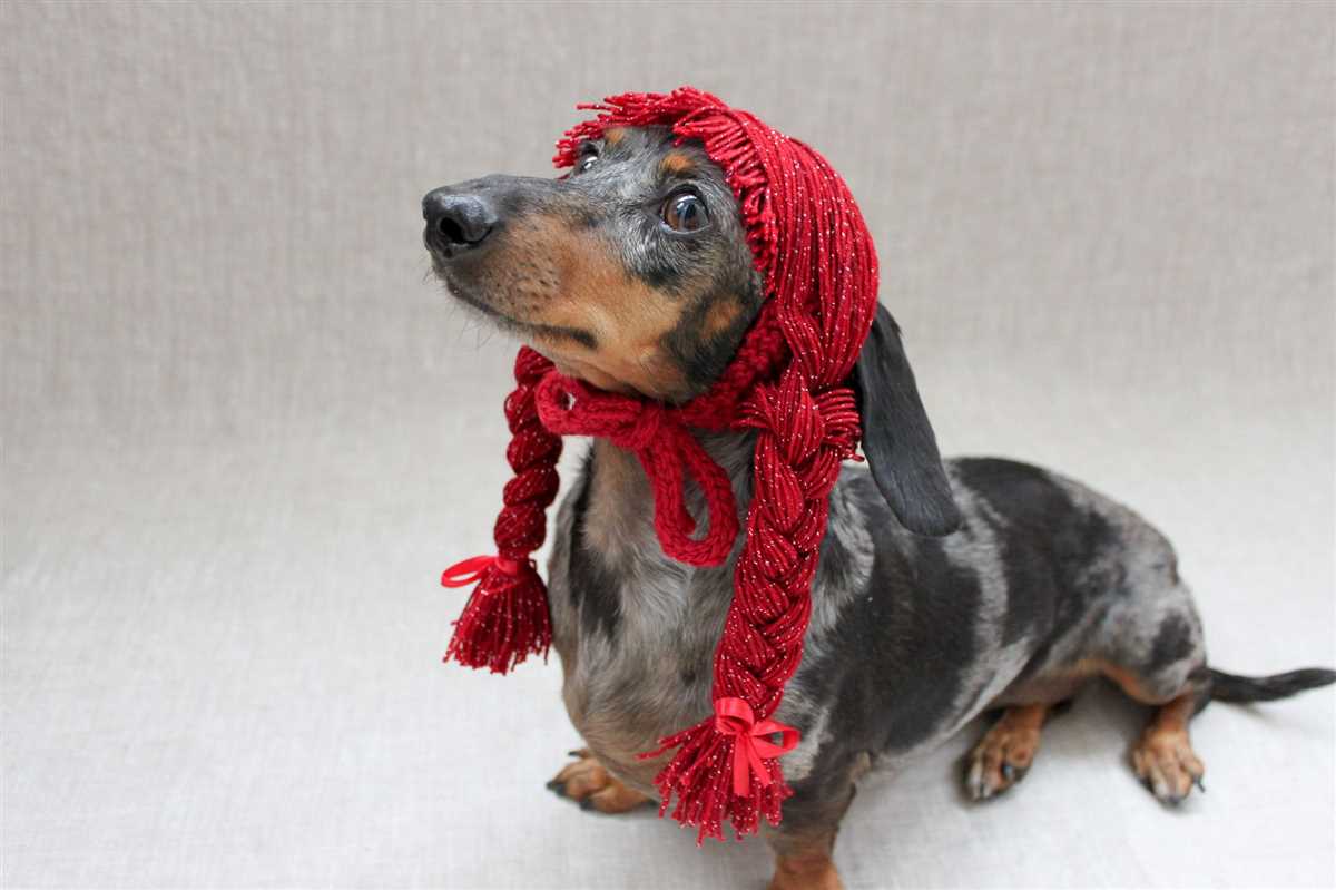 Knitting pattern for small dog hat