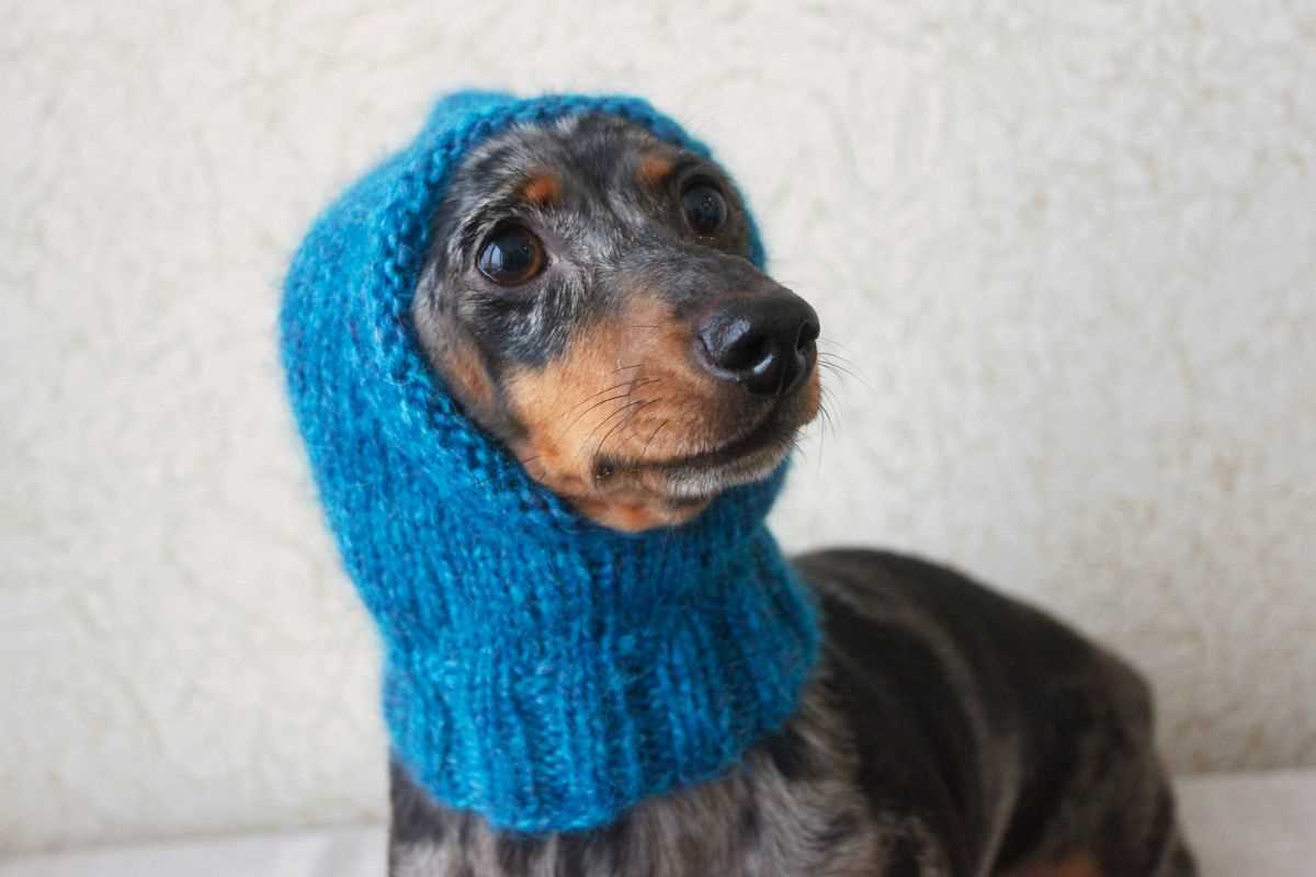 Knitting pattern for small dog hat