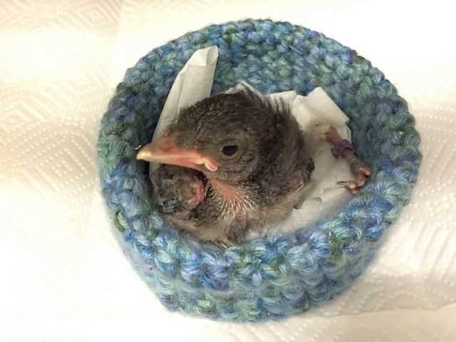 Wildlife rescue nests knitting patterns