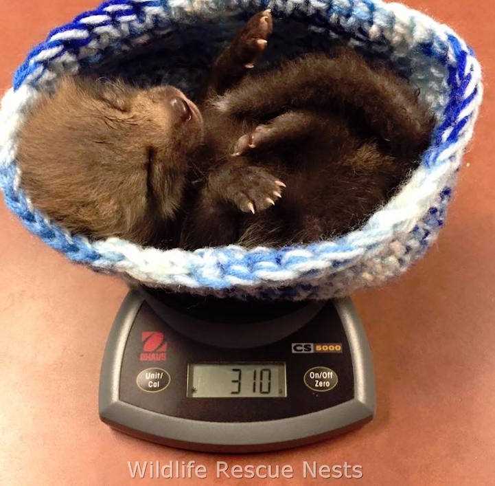 Wildlife rescue nests knitting patterns