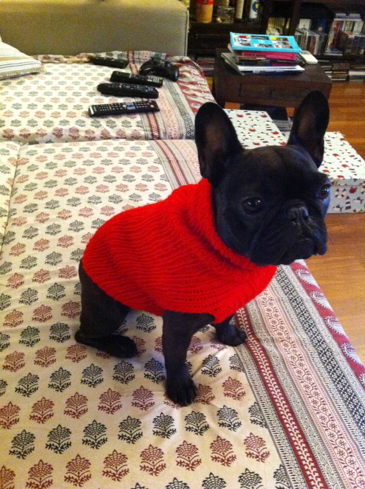 Knitting pattern for french bulldog sweater