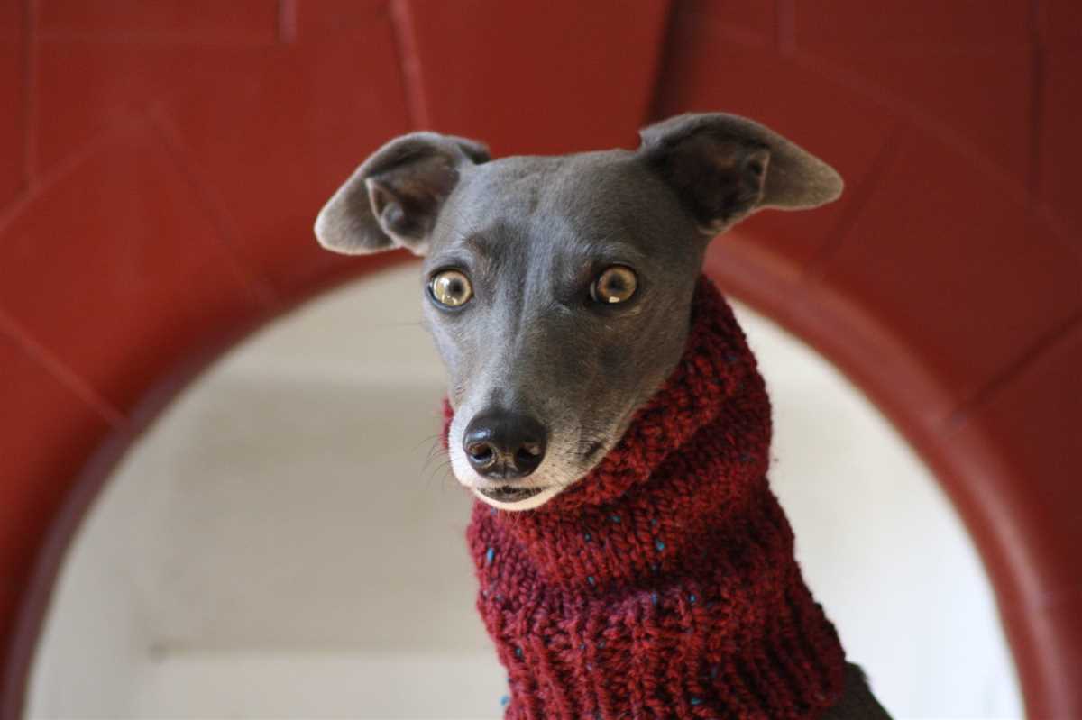 Greyhound snood knitting pattern