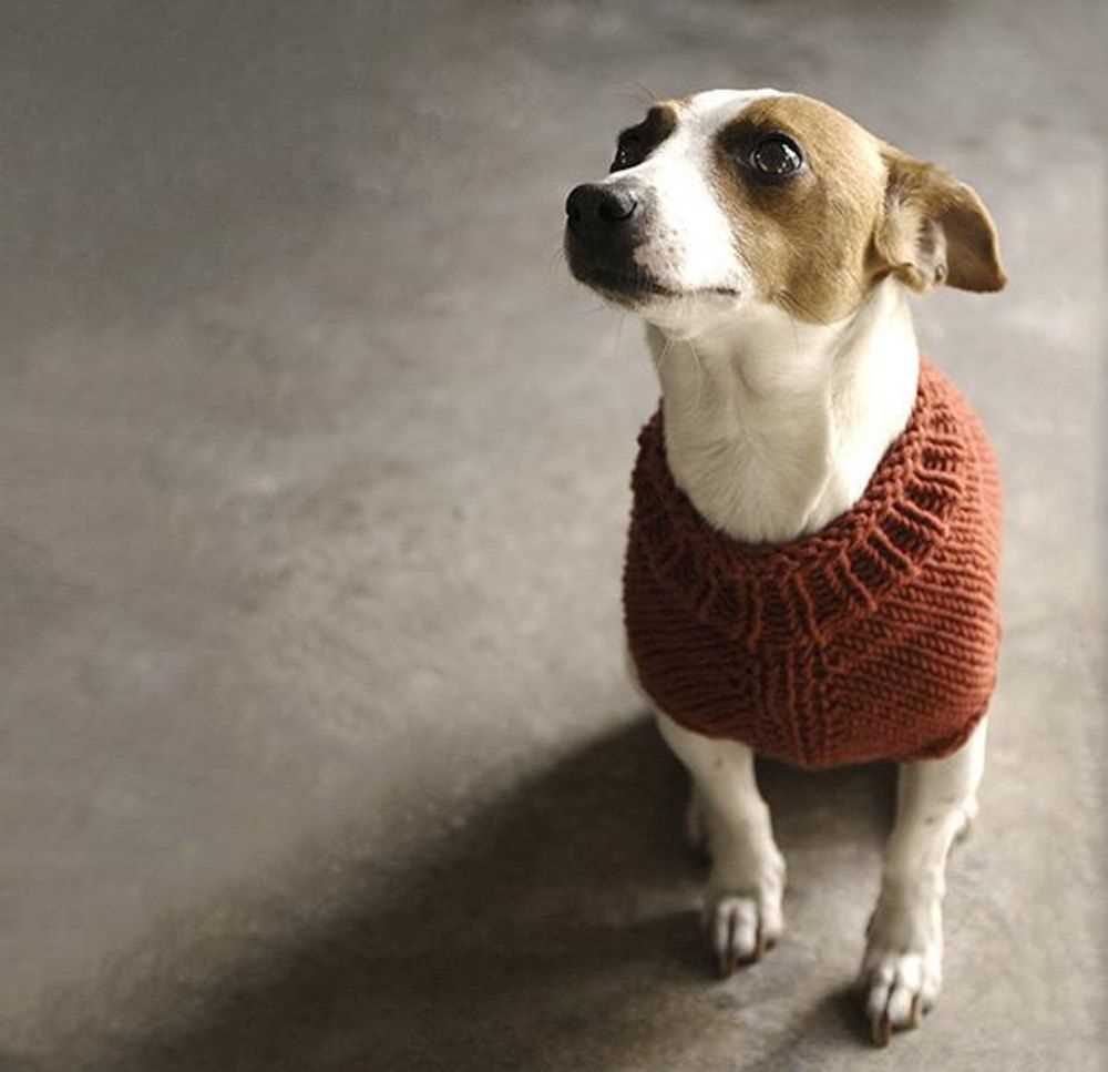 Dog jersey knitting pattern