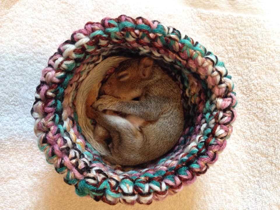 Wildlife rescue nests knitting patterns