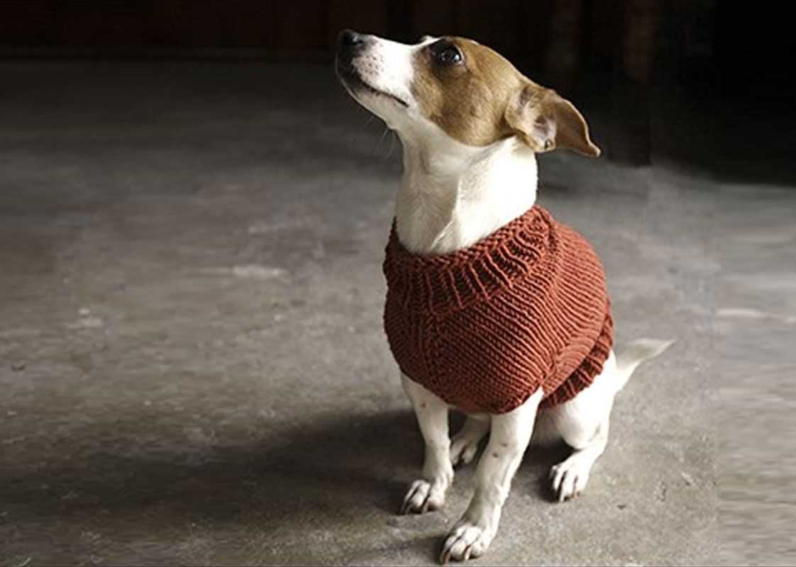 Free knitting pattern for dog coat