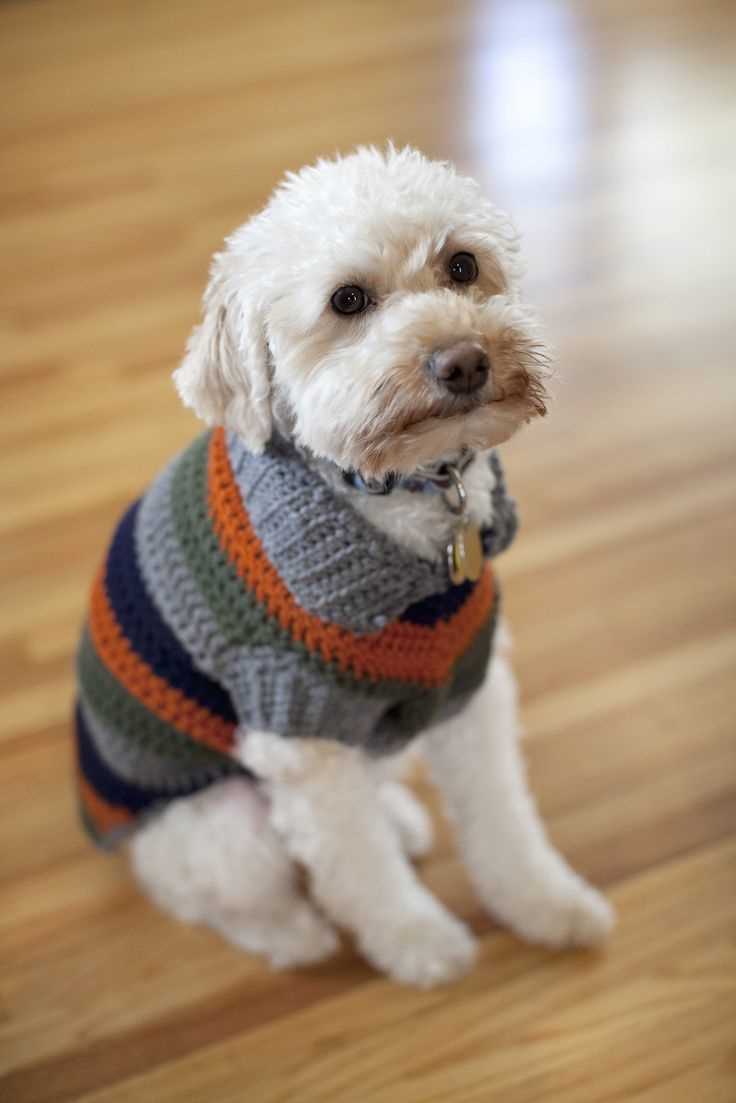 Free dog coat knitting patterns to download