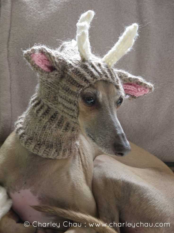 Dog reindeer hat knitting pattern free