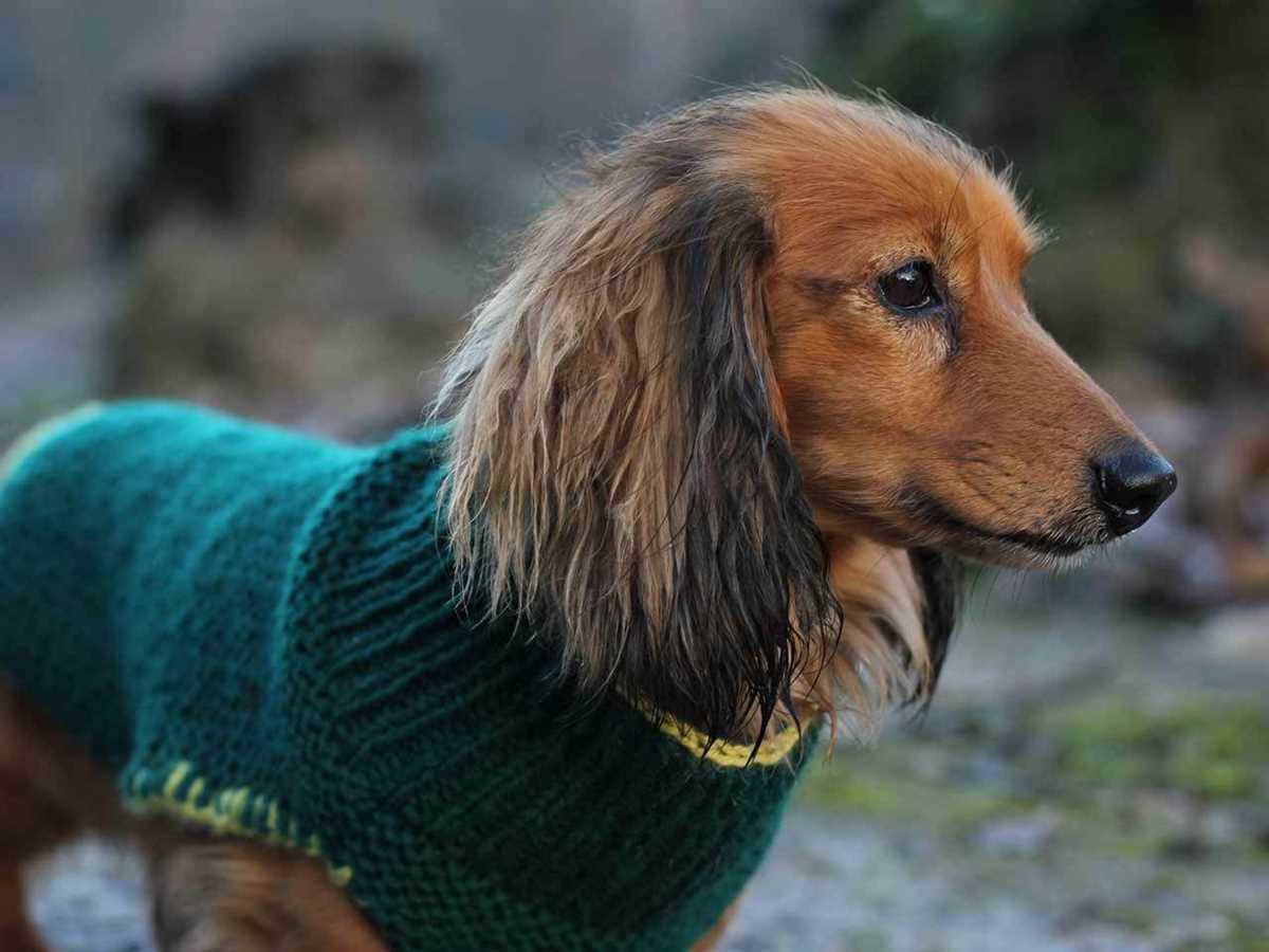 Free knitted dog coats patterns