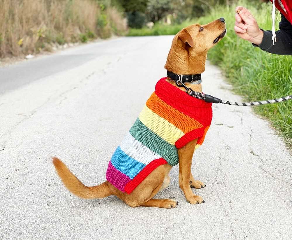 Free knitting pattern dog jumper