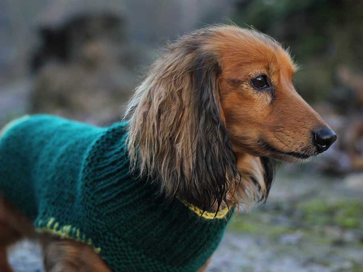 Free knitting pattern for large dog sweater