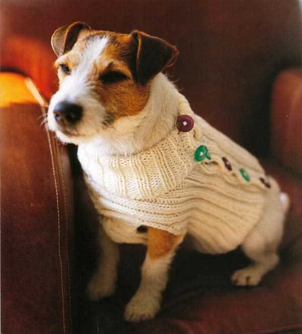 Knitting for pets free patterns