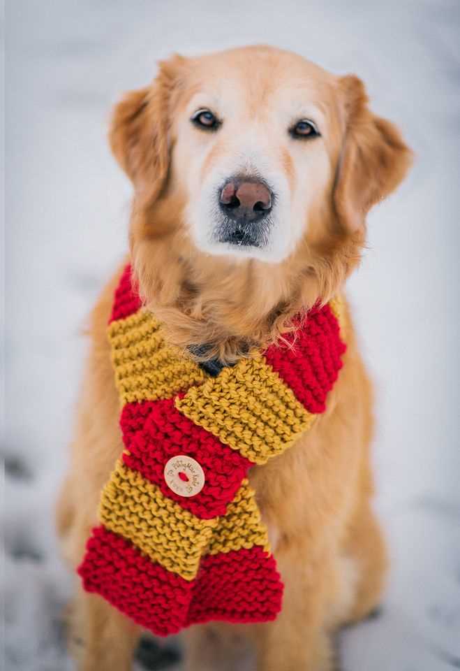 Knitted dog scarf pattern free