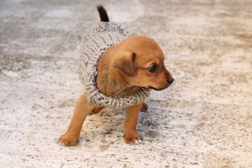 Free dog coat knitting patterns to download