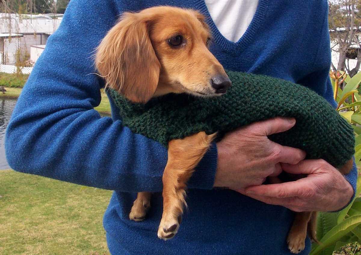 Free knitting patterns for miniature dachshund sweaters