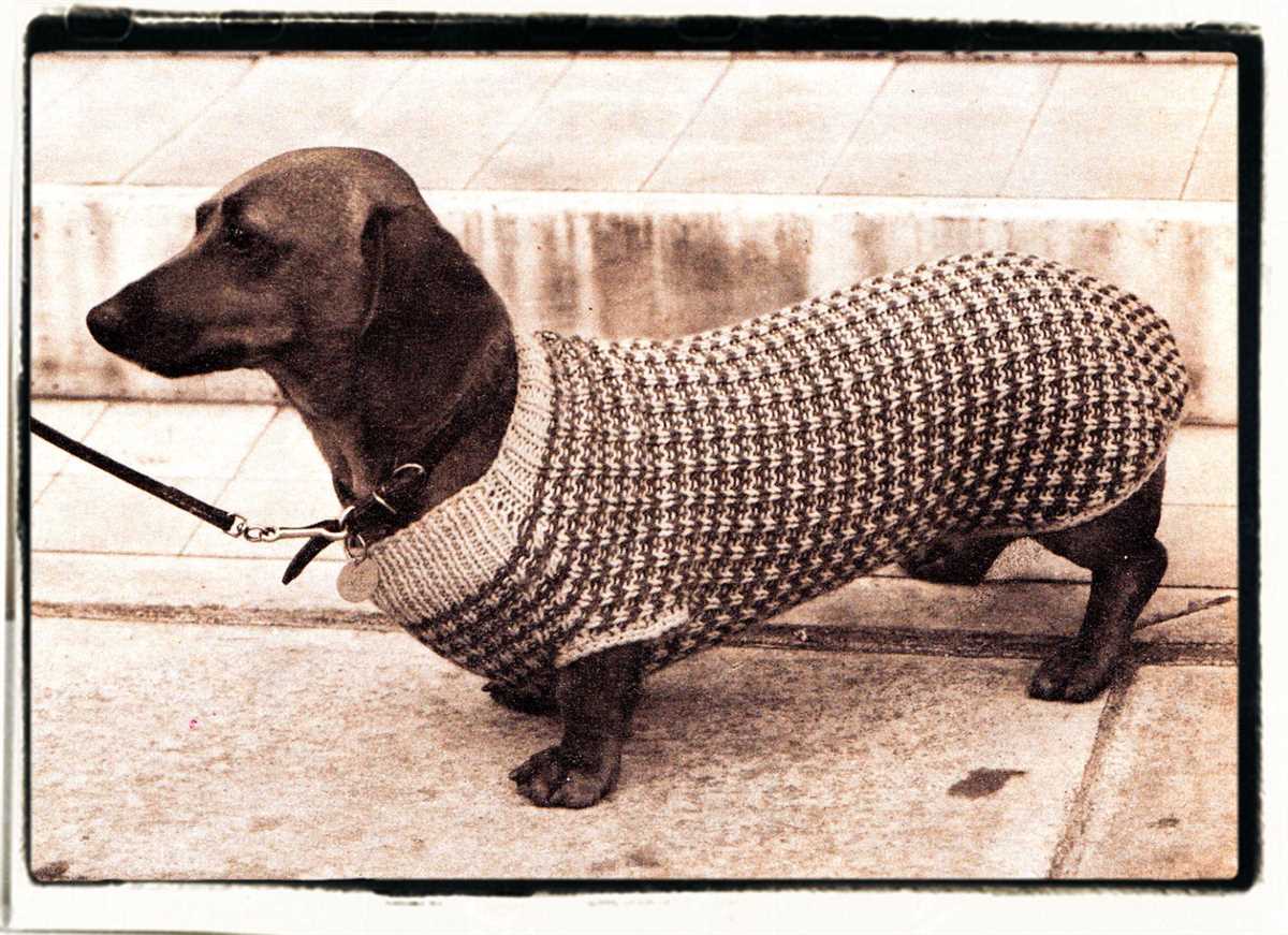 Free knitting patterns for miniature dachshund sweaters