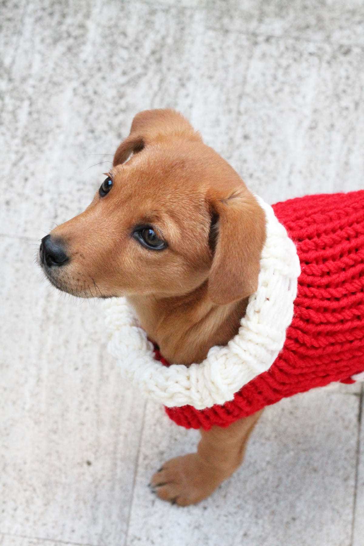 Free loom knit dog sweater pattern