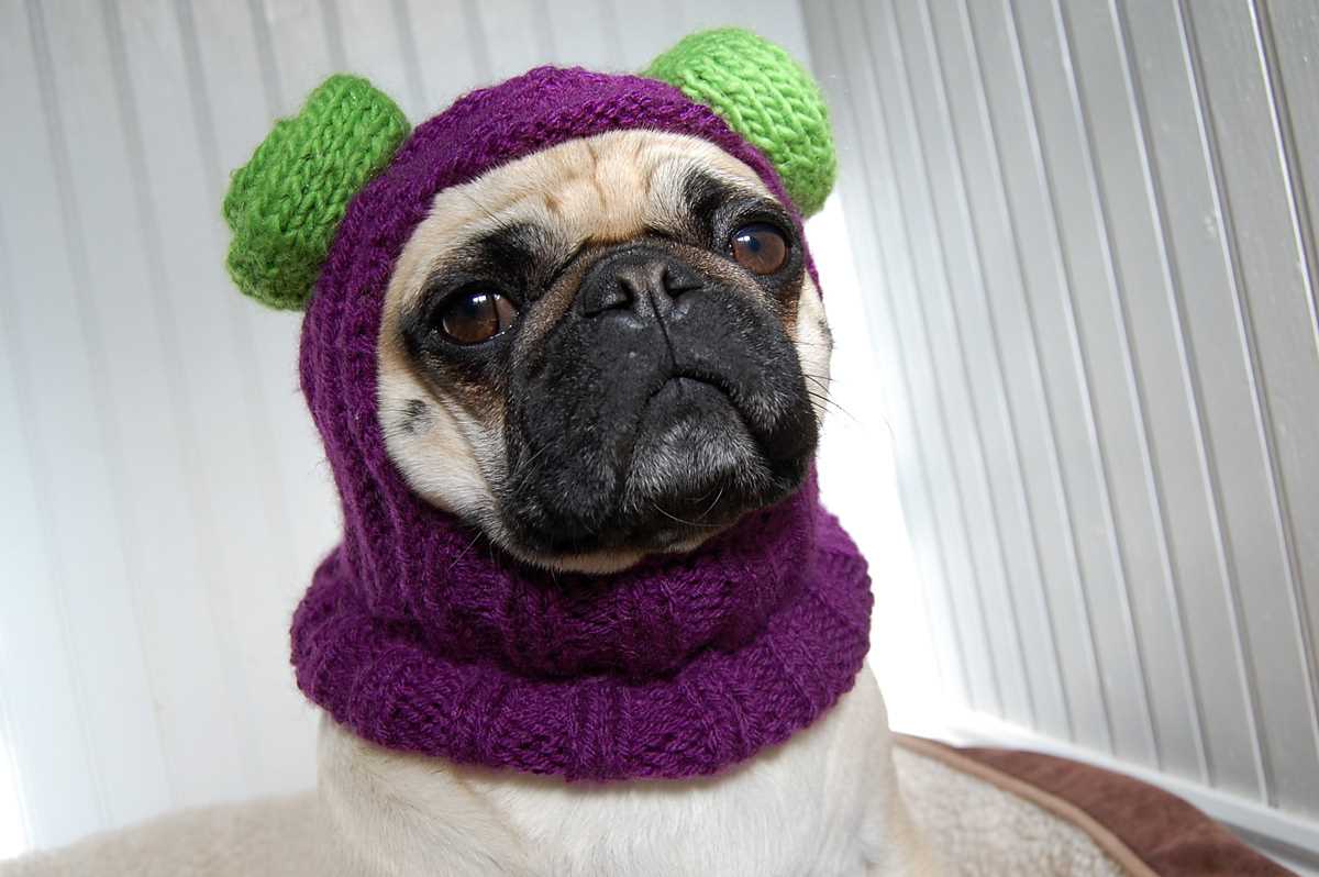 Dog snood knitting pattern free