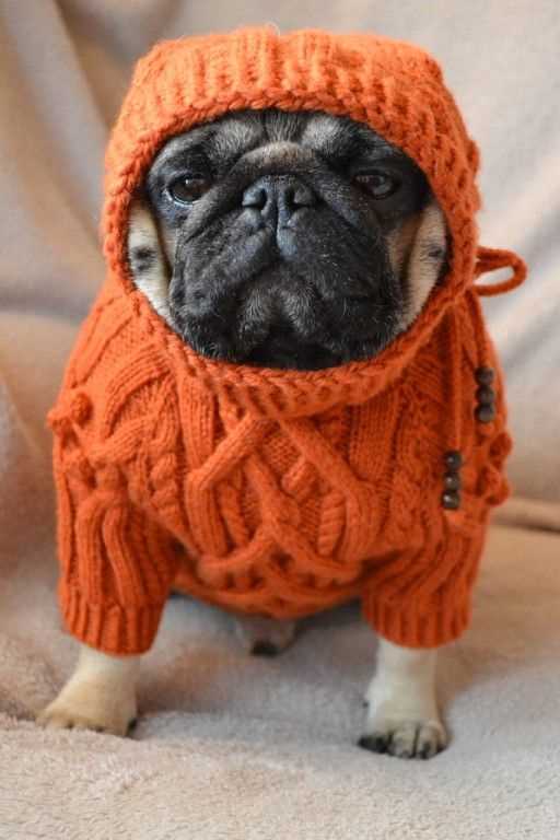 French bulldog knitting pattern free