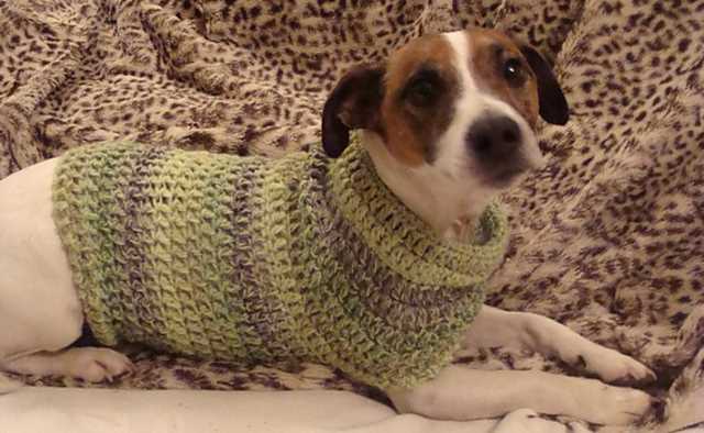 Knitting for pets free patterns