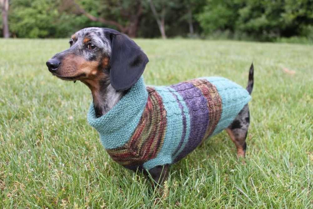 Free knitting pattern dog jumper