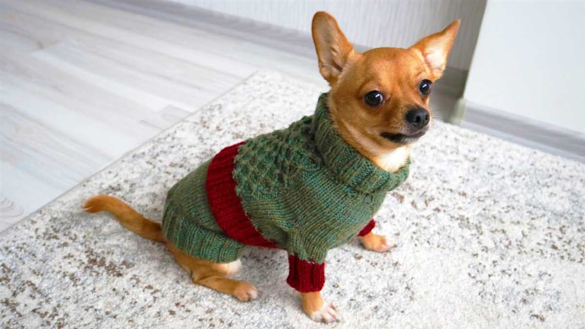 Small dog knitted sweater pattern