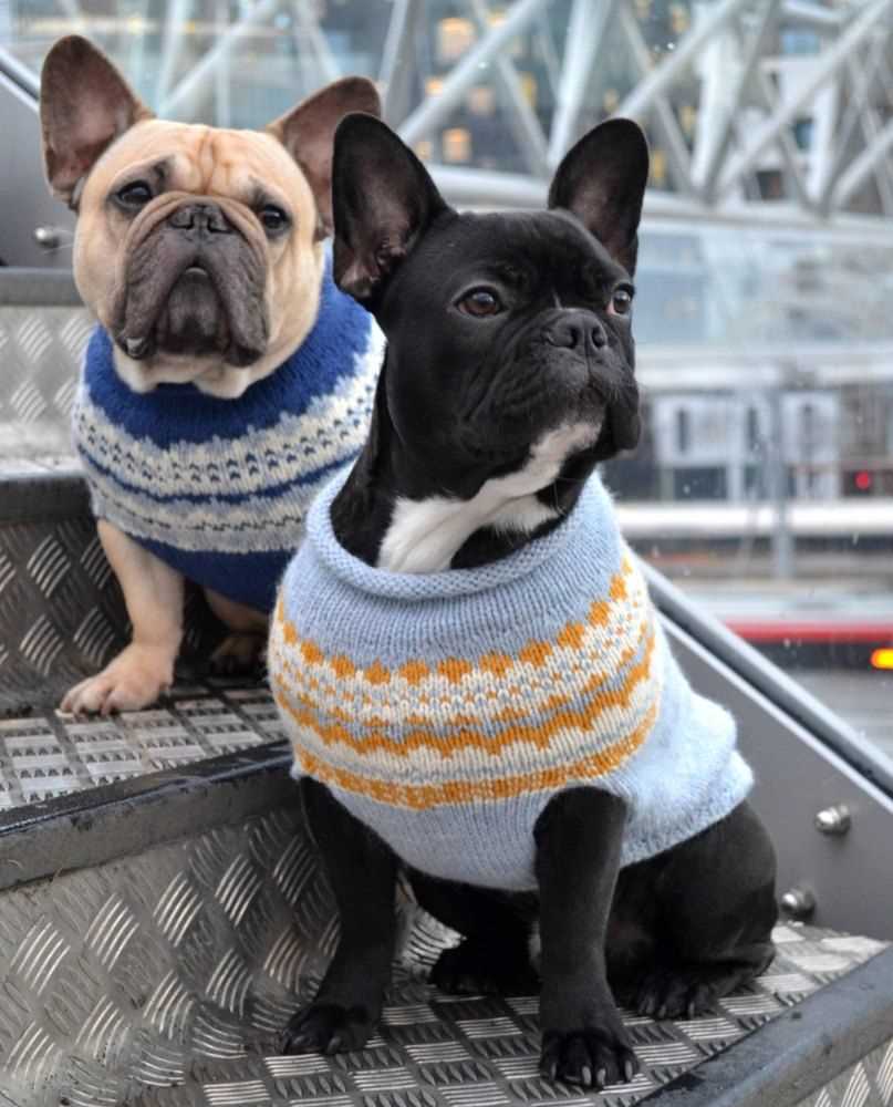 Knitting pattern for french bulldog sweater