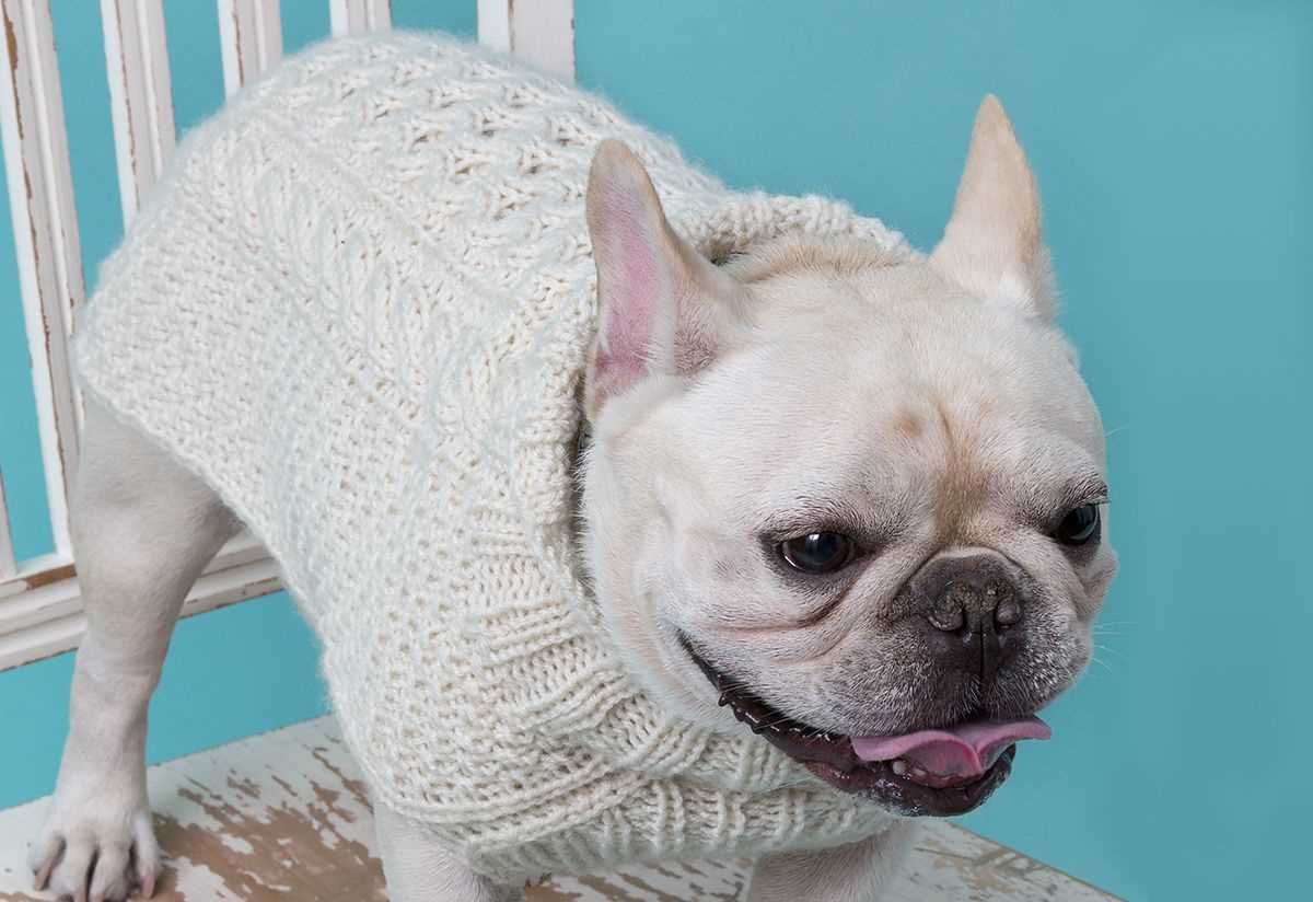 French bulldog knitting pattern free