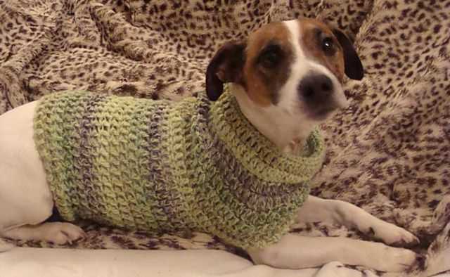 Free knitting pattern dog jumper