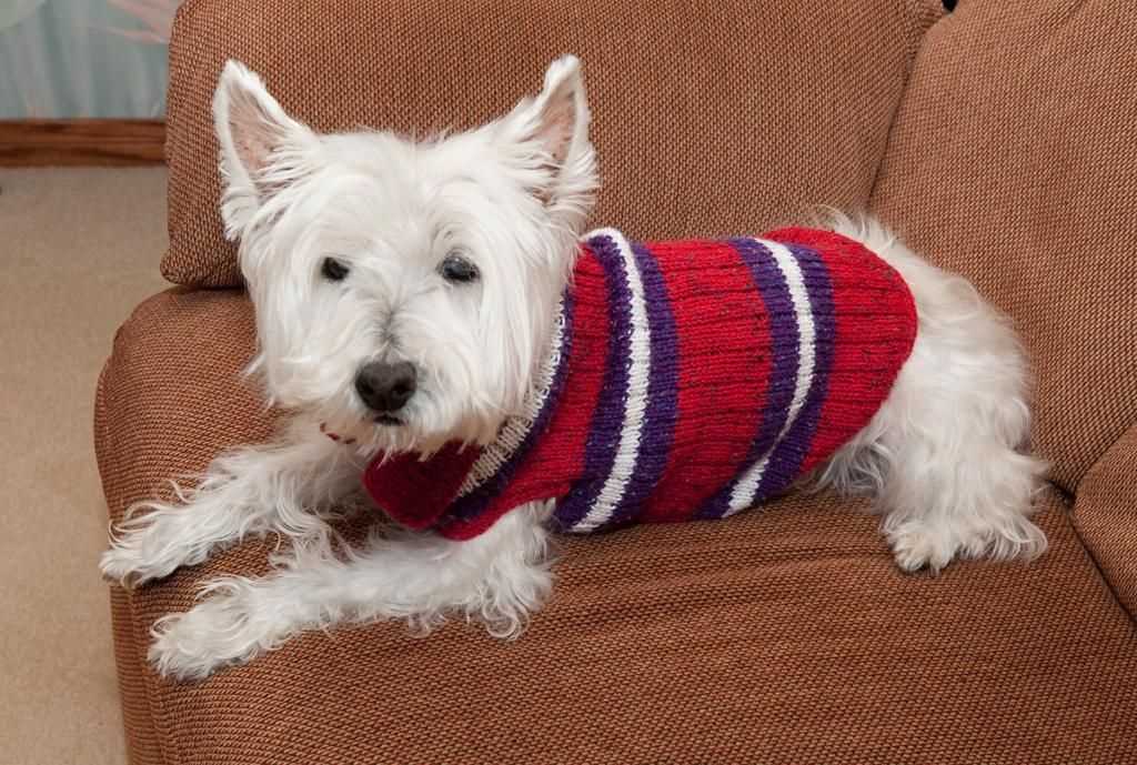 Dog sweater knitting pattern in the round