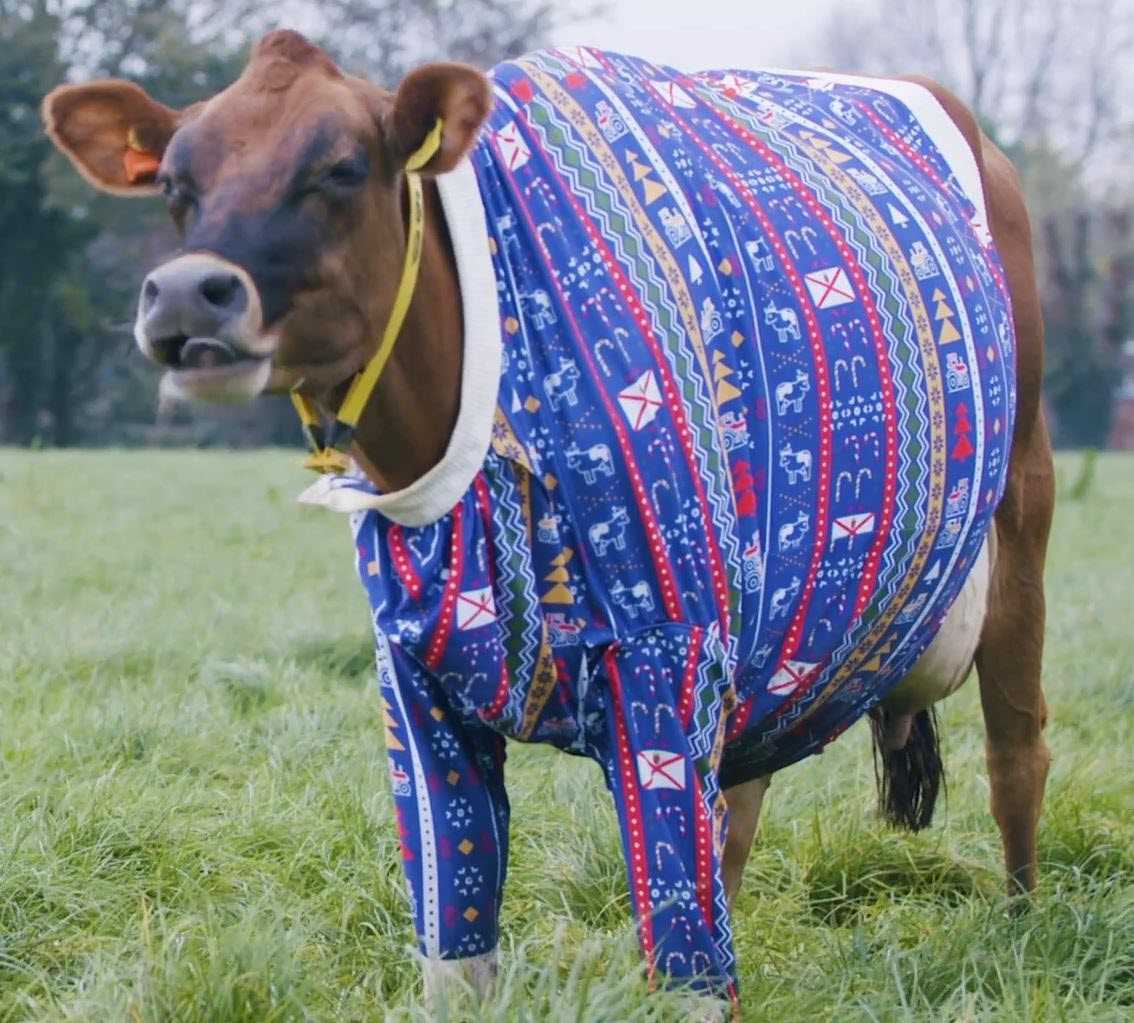 Cow sweater knitting pattern