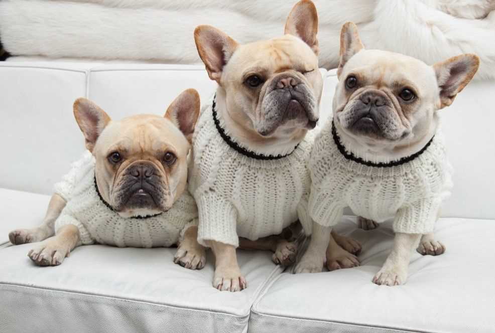 Knitting pattern for french bulldog sweater