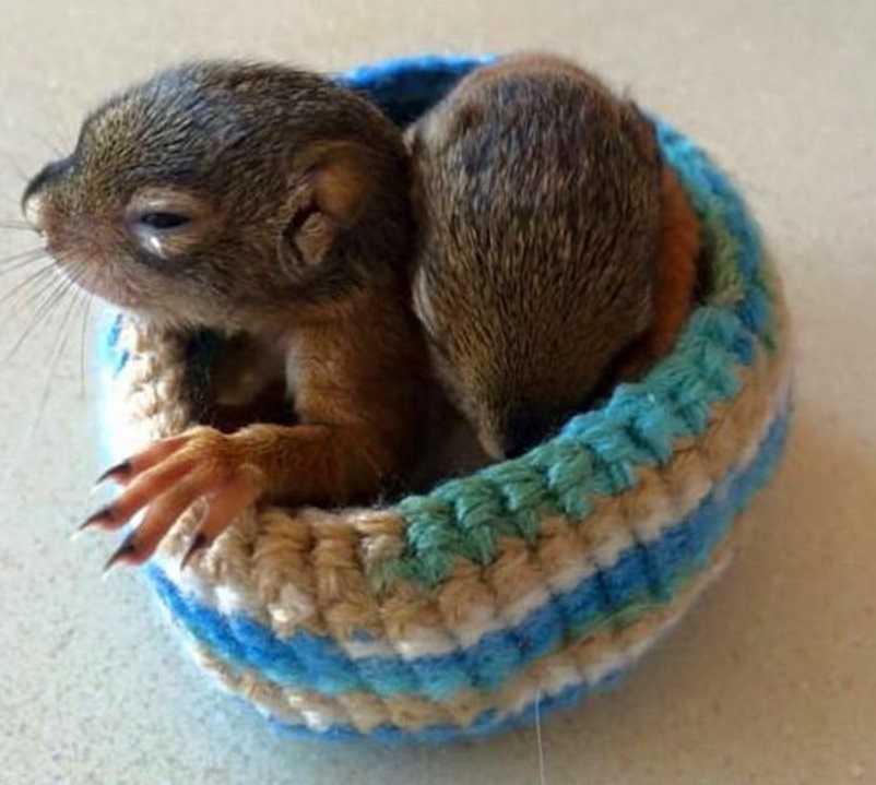 Wildlife rescue nests knitting patterns