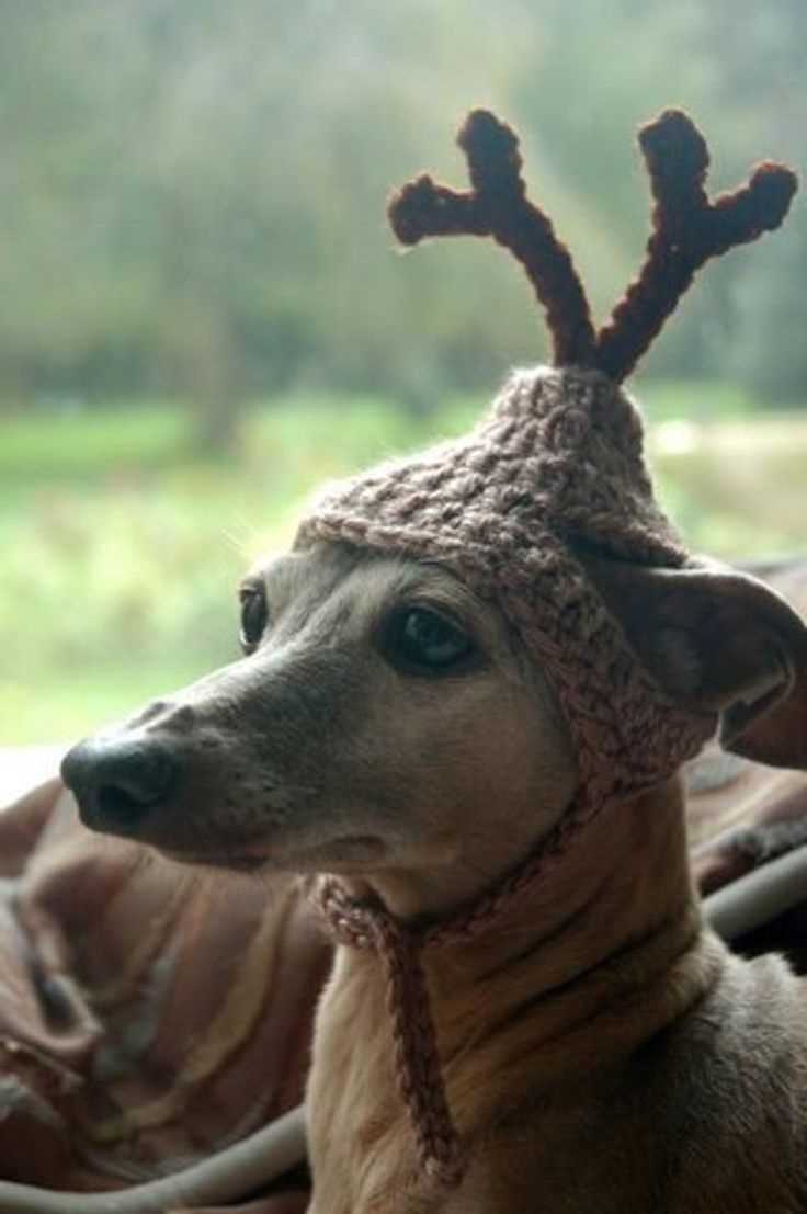 Dog reindeer hat knitting pattern free