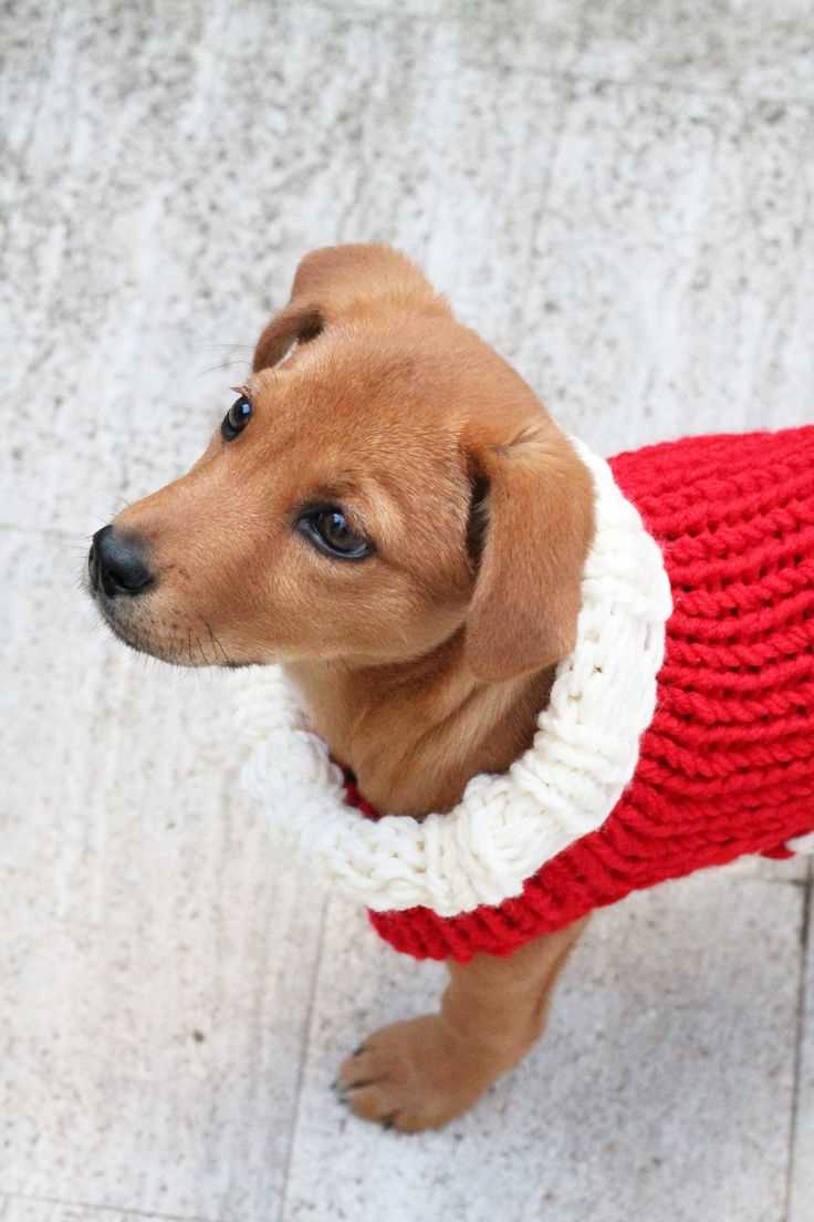 Free christmas knitting patterns for dogs